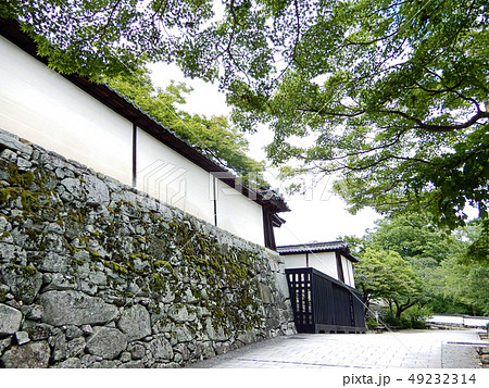 坂本　滋賀院門跡　青もみじ 49232314