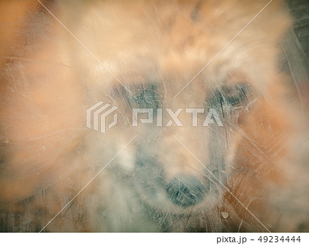 悲しみ 動物 自画像 49234444