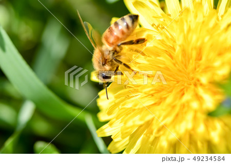 蒲公英に蜜蜂 蒲公英に蜜蜂 49234584