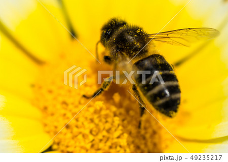 Honey bee on a yellow flower Honey bee on a yellow flower 49235217