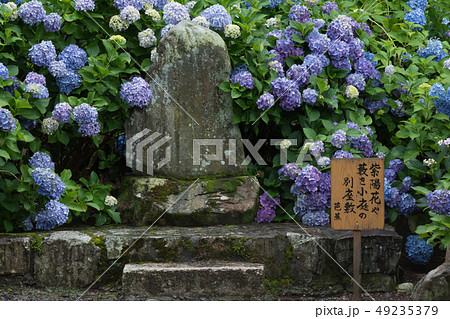 松本市弘長寺 紫陽花の頃の芭蕉歌碑 松本市弘長寺 紫陽花の頃の芭蕉歌碑 49235379