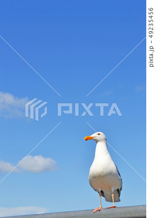 昼間と昼の空_縦 49235456