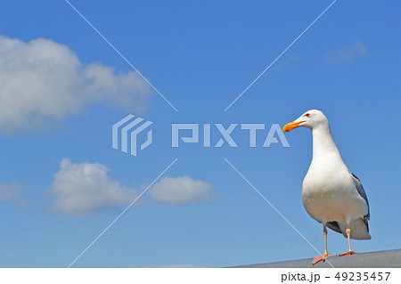 カモメと昼の空_横 カモメと昼の空_横 49235457