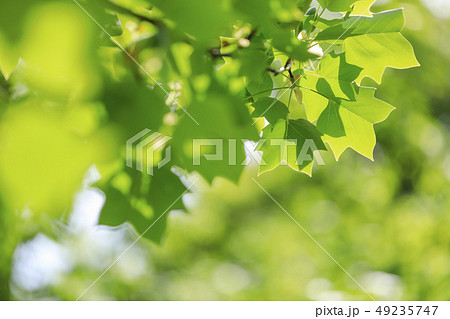ユリノキ・葉・新緑 49235747