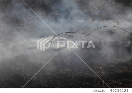 Fire in marsh, natural disaster 49236121