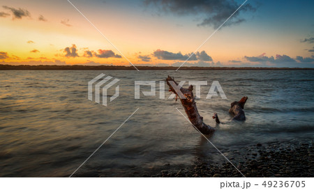 Fallen Tree in the Mad River, Northern California 49236705
