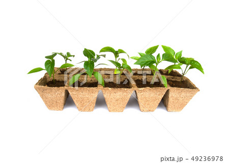 Seedlings of peper isolated 49236978