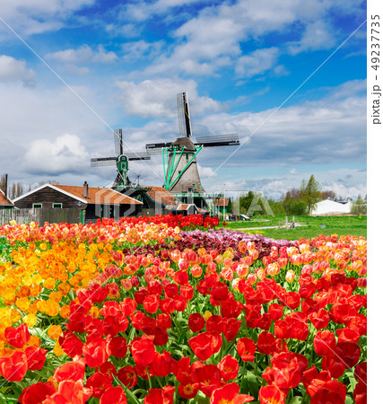 Dutch wind mills 49237735