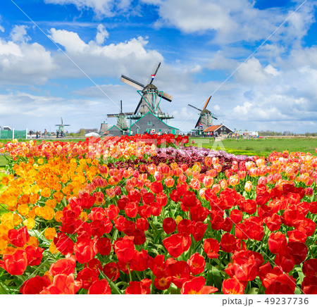 Dutch wind mills Dutch wind mills 49237736