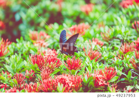 Butterfly and Tropical Flower, Macro Closeup. 49237953