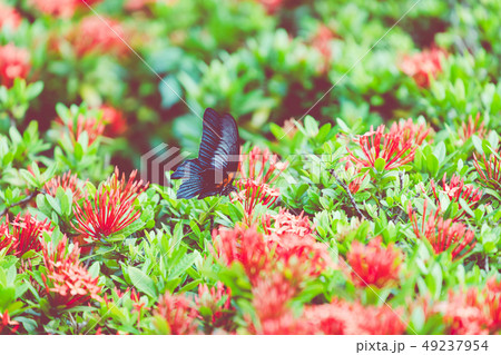 Butterfly and Tropical Flower, Macro Closeup. Butterfly and Tropical Flower, Macro Closeup. 49237954
