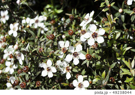 マヌカの花 49238044