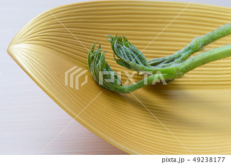 独活 49238177