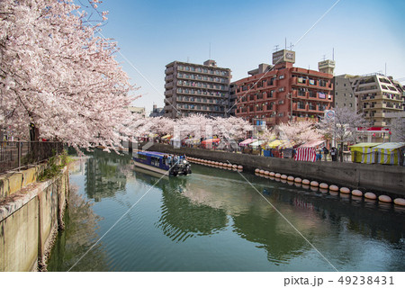 【大岡川　染井吉野】 49238431