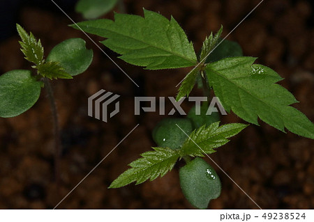 自然　植物　ケヤキ、三月下旬。方々から出てきた実生が林を作り始めた？ 49238524