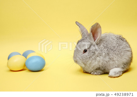 Easter bunny rabbit with painted eggs on yellow background. Easter holiday concept. 49238971