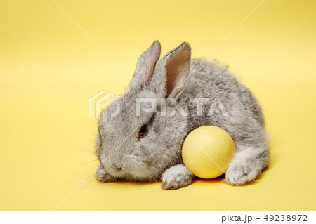 Easter bunny rabbit with painted egg on yellow background. Easter holiday concept. 49238972