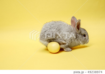 Easter bunny rabbit with painted egg on yellow background. Easter holiday concept. 49238974