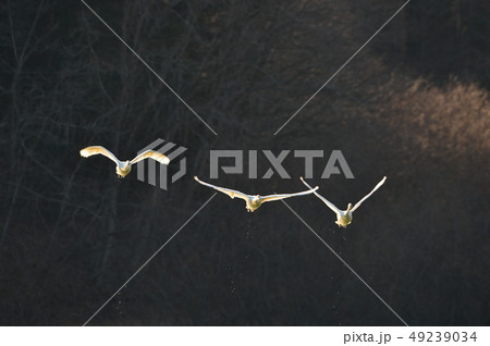 大池の白鳥 49239034