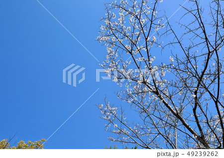 大垣城のソメイヨシノ桜（岐阜県） 49239262