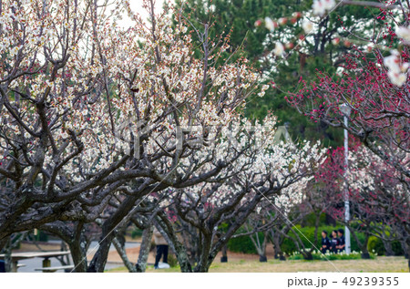 梅林・服部緑地の梅の咲く風景 49239355