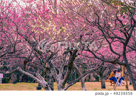 梅の咲く風景 49239356