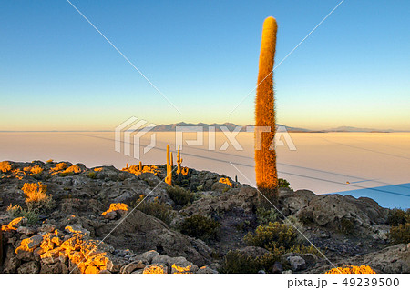 Salar de Uyuni salt plains with large cactuses of island Incahuasi at sunrise time, Andean Altiplano 49239500