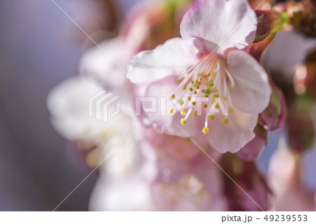 【熱海桜】 【熱海桜】 49239553