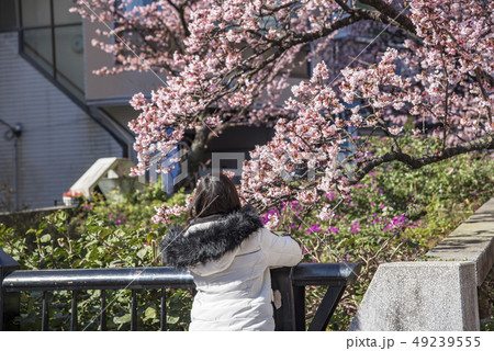 【熱海桜】 49239555