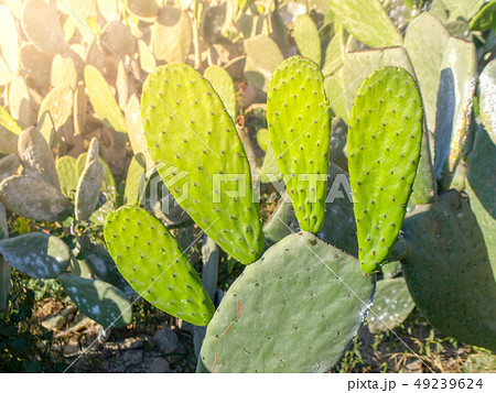 Opuntia, or prickly pear, cactus. Detailed view. 49239624