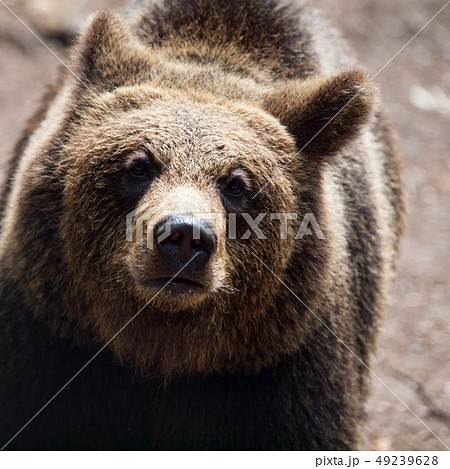 Brown bear. Close-up view Brown bear. Close-up view 49239628