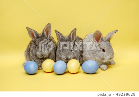 Easter bunny rabbits with painted eggs on yellow background. Easter holiday concept. Easter bunny rabbits with painted eggs on yellow background. Easter holiday concept. 49239629