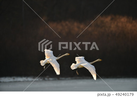 大池の白鳥 49240179