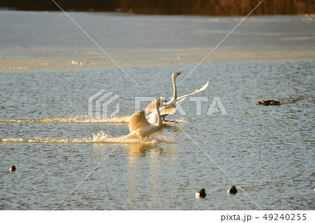 大池の白鳥 49240255