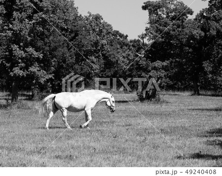 Walking Lipizzaner stallion Walking Lipizzaner stallion 49240408