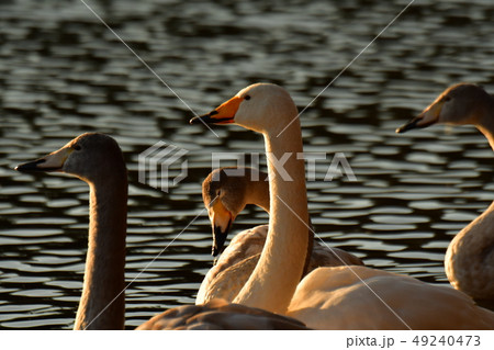 大池の白鳥 大池の白鳥 49240473