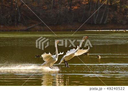 大池の白鳥 大池の白鳥 49240522