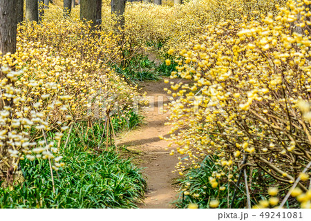 京都府綾部市　水源の里　ミツマタ群生地 49241081
