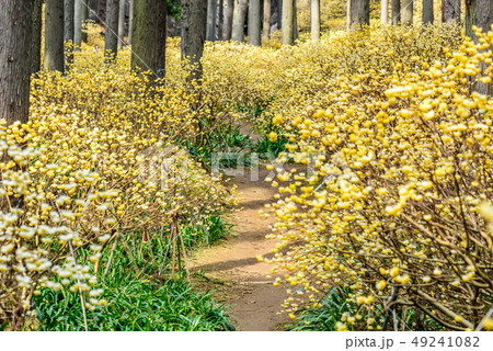 京都府綾部市　水源の里　ミツマタ群生地 49241082