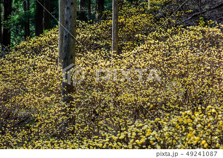 京都府綾部市　水源の里　ミツマタ群生地 49241087