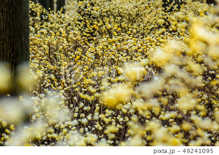 京都府綾部市　水源の里　ミツマタ群生地 49241095