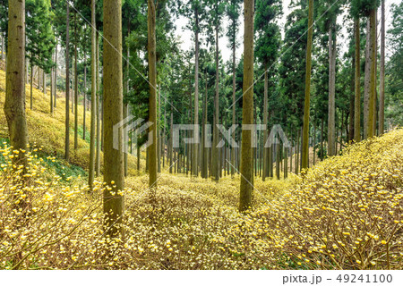 京都府綾部市 水源の里 ミツマタ群生地 京都府綾部市 水源の里 ミツマタ群生地 49241100
