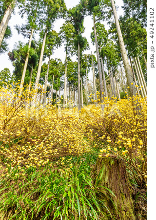 京都府綾部市　水源の里　ミツマタ群生地 49241102