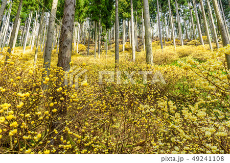 京都府綾部市　水源の里　ミツマタ群生地 49241108
