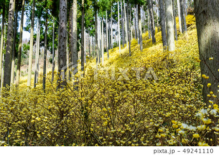 京都府綾部市 水源の里 ミツマタ群生地 京都府綾部市 水源の里 ミツマタ群生地 49241110