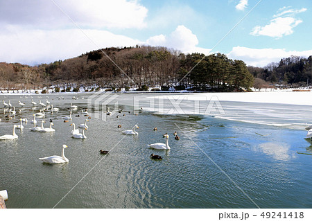 盛岡高松公園、高松の池の野鳥 49241418