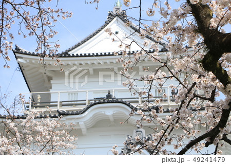 小田原城の桜 小田原城の桜 49241479