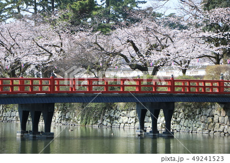 小田原城の桜 小田原城の桜 49241523