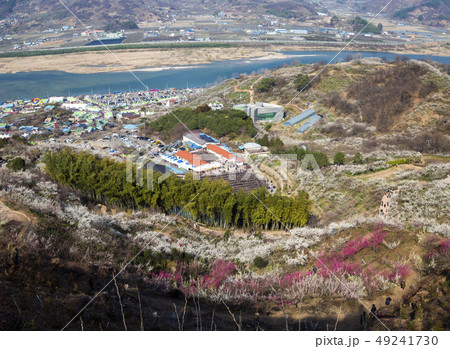 梅の村 祭り 登山 49241730
