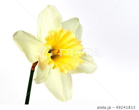 ラッパスイセン　春の花 49241815